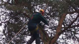 rooien van bomen in gilze rijen op de atalanta